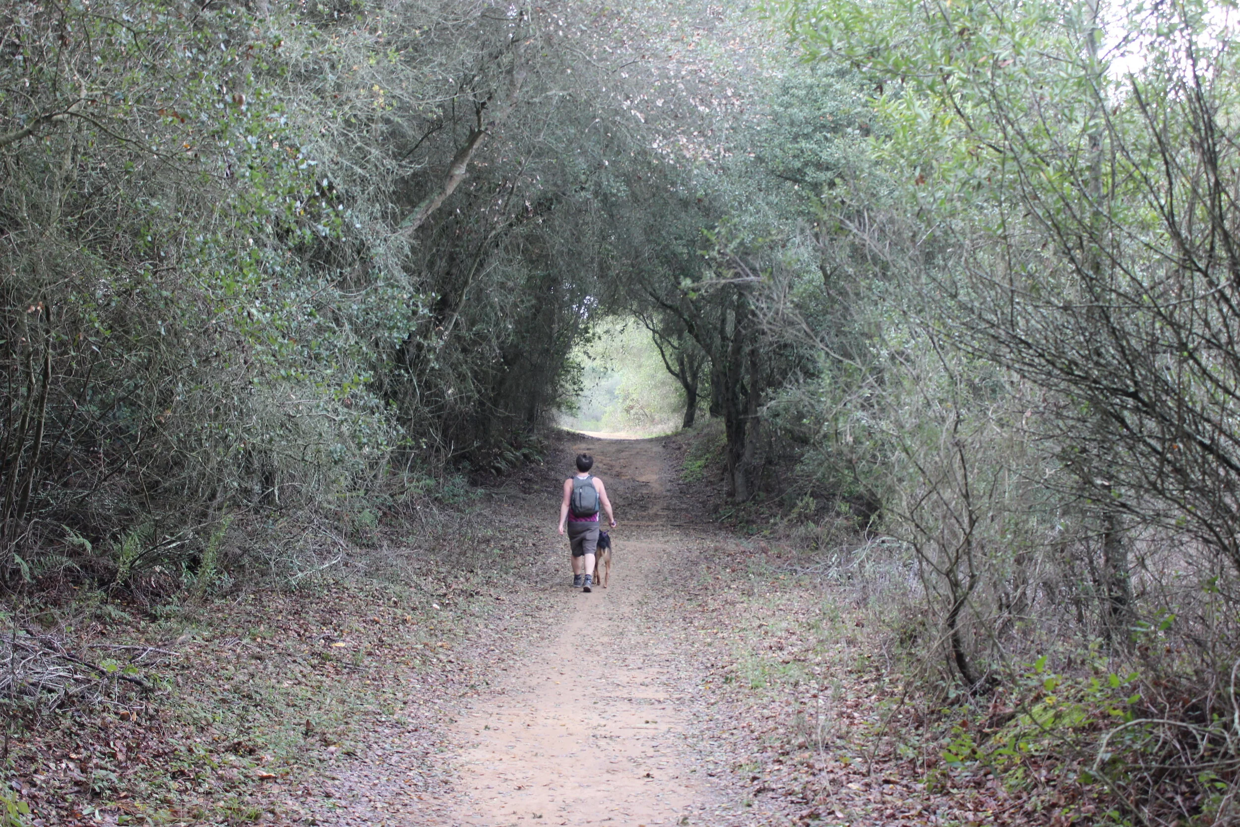 Shaded forest path in the East Bay