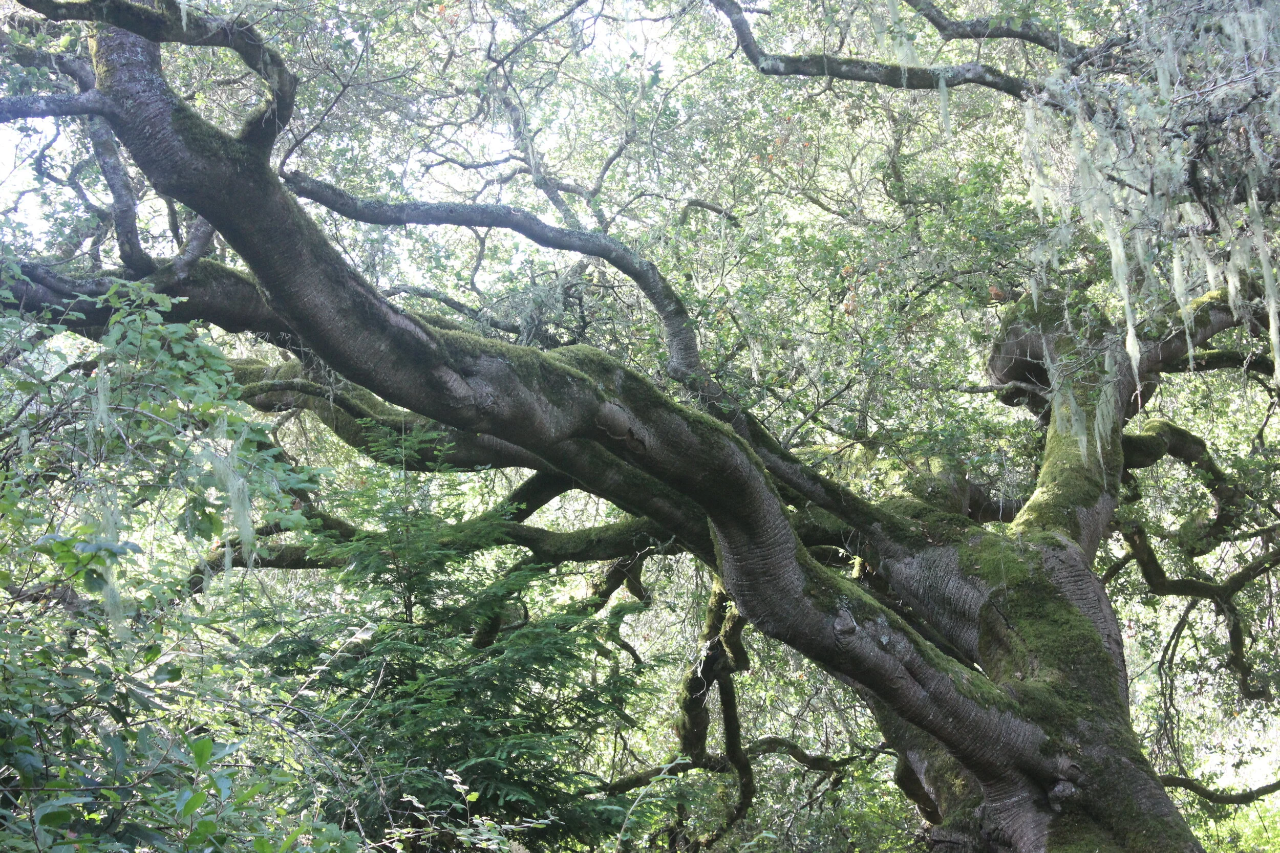 Oak tree branches with moss